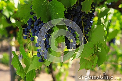 Bunches of grapes ripen under the scorching sun Stock Photo