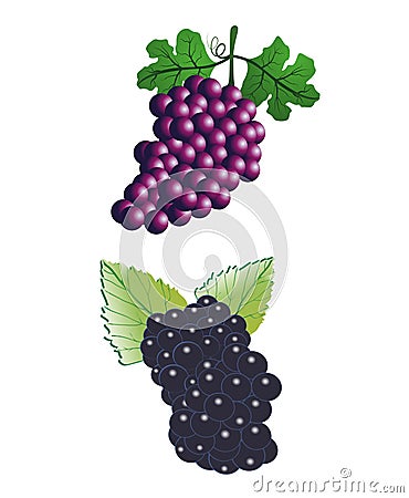 Bunches of grapes Vector Illustration