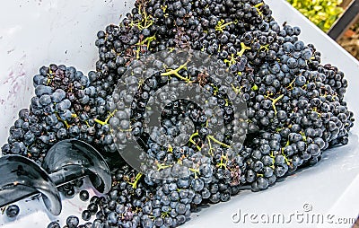 Bunches of grapes in vine press, vintage theme Stock Photo