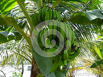 Bunches of green bananas on a banana tree Stock Photo