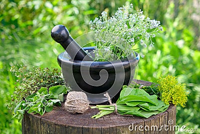 Bunches of healing herbs, mortar and pestle on stump. Stock Photo