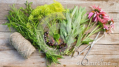 Bunches of herbs, coneflowers, scissors and jute rope Stock Photo