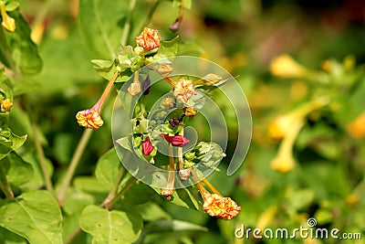 Bunches of Marvel of Peru or Mirabilis jalapa long lived plants with closed tubular orange and pink flowers with oblong leaves Stock Photo