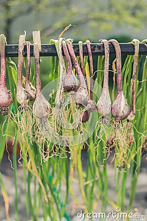 Bunches of onions hanging Stock Photo