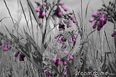 Bunches of pink bell flowers Stock Photo