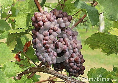 Bunches of Pinot gris grape, brown pinkish variety, hanging on vine Stock Photo