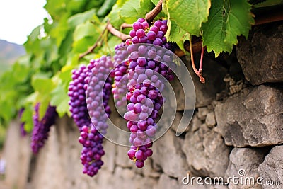 bunches of purple grapes hang from a vine against a stone wall Stock Photo