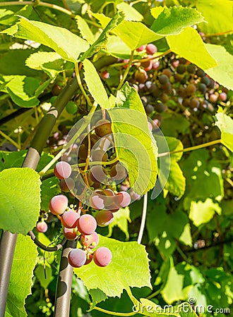 Bunches red grapes Stock Photo