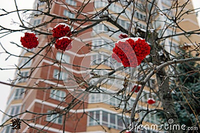 Bunches of red rowan on a background of a modern building Stock Photo