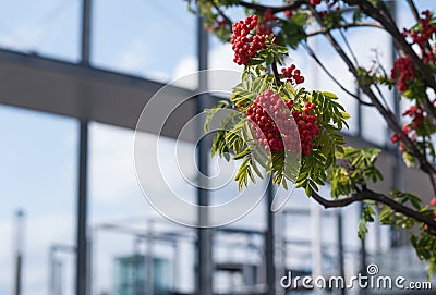 Bunches of red rowan Stock Photo
