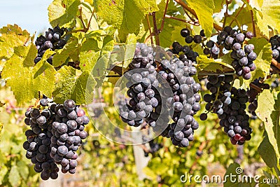 Bunches of ripe Cabernet Sauvignon grapes on vine in vineyard Stock Photo