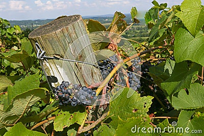 Bunches of Ripe Grapes Against a Wooden Post Stock Photo