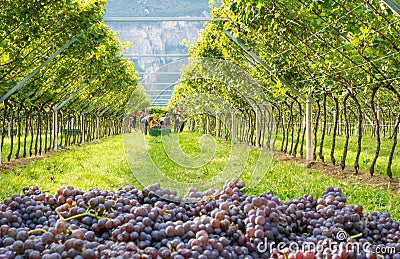 Bunches of ripe grapes Pinot grigio variety during the harvest in the vineyard of South Tyrol in northern Italy. Editorial Stock Photo
