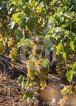 Bunches of white grapes ripen under gentle summer sun on Greek island in Greece Stock Photo