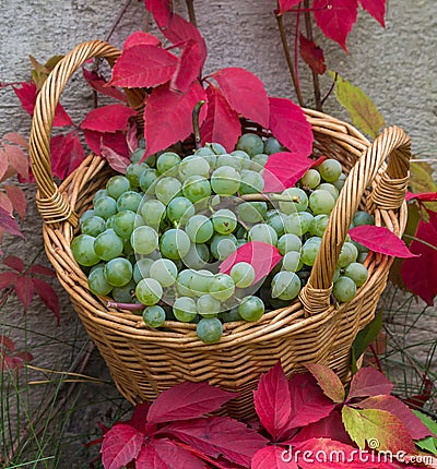 Bunches of white grapes in a wicker basket Stock Photo