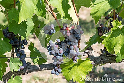 Close up image of a bunch of red grapes hanged from the branch o Stock Photo