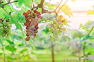 Bunches of young colorful grapes hanging on the vine with green leaves Stock Photo