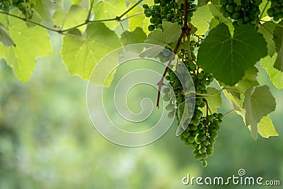 Bunches of young unripe grapes. Unripe grapes grows on tree Stock Photo