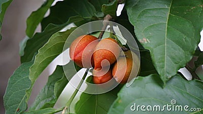 Bunchosia glandulifera (peanut butter fruit, caferana, falso guarana, Kacang amazone). Stock Photo