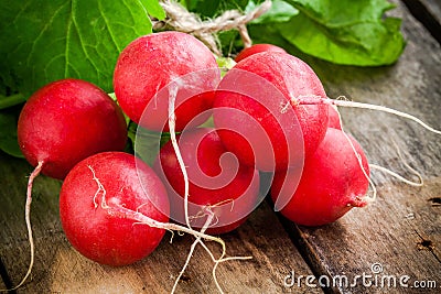 Bundle of bright fresh organic radishes with leaves closeup Stock Photo