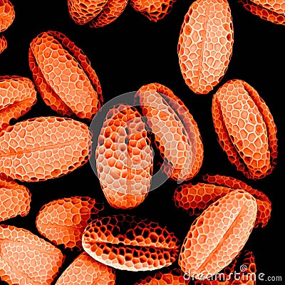 Bundle of chives pollen observed in a scanning electron microscope Stock Photo