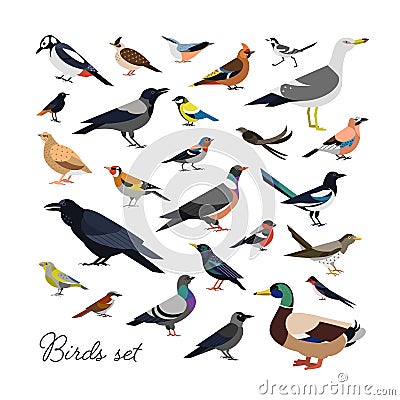 Bundle of city and wild forest birds drawn in modern geometric flat style, side view. Set of colorful cartoon avians or Vector Illustration