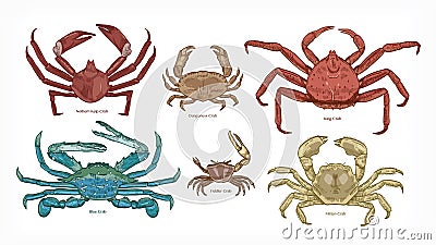 Bundle of colorful drawings of different types of crabs. Collection of beautiful marine animals or ocean crustaceans Vector Illustration