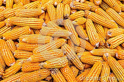 A bundle of corns of the ethnic people in Laocai Stock Photo