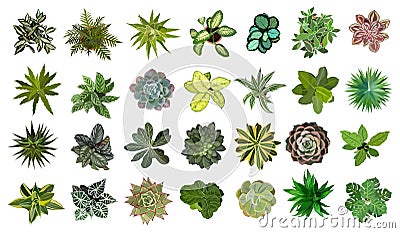 Bundle of different house plants top view vector. Vector Illustration