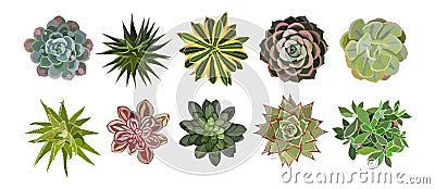 Bundle of different succulent plants top view. Vector Illustration