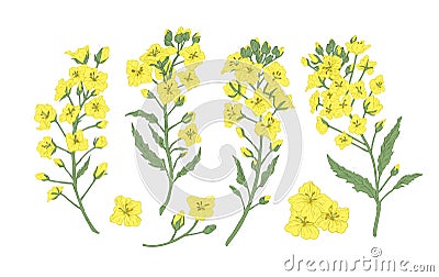 Bundle of elegant botanical drawings of blooming rapeseed, canola or mustard flowers. Set of crop or cultivated plant Vector Illustration