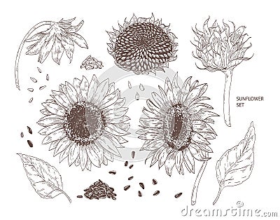 Bundle of elegant botanical drawings of sunflower parts. Set of flowers, buds, seeds and leaves hand drawn with contour Vector Illustration