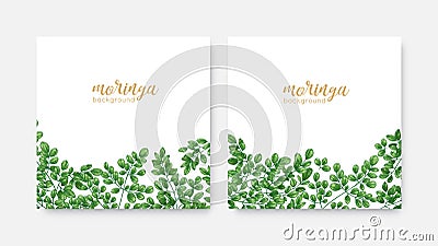Bundle of elegant square backdrops or labels with green Miracle Tree or Moringa oleifera foliage. Set of natural Vector Illustration