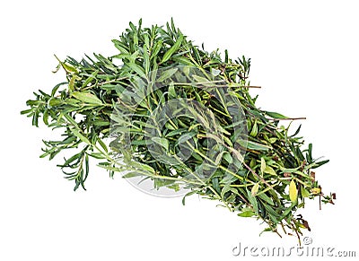 Bundle of fresh hyssop hyssopus herb isolated Stock Photo