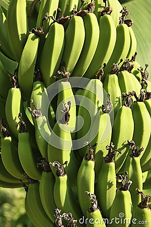 Banana bundle tree under Sunlight Stock Photo