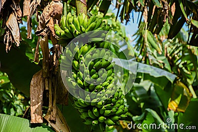 Bundle of green bananas growing on the tree at the tropical forest Stock Photo