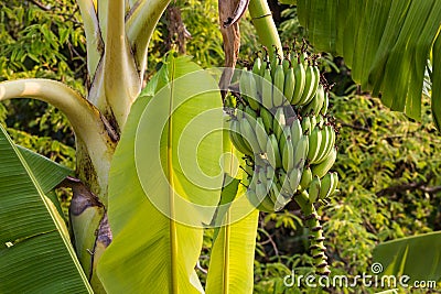 Bundle green raw banana Stock Photo