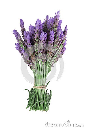 Bundle of lavender Stock Photo