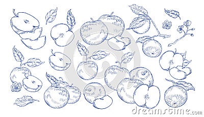 Bundle of monochrome drawings of whole and cut apples, slices, tree branches and flowers. Collection of fresh juicy Vector Illustration