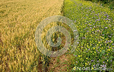 Blue flowering bundle and yellow mustard as a forage belt along a wheat field for bees and insects. The landscape is more varied Stock Photo