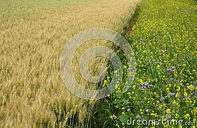 Blue flowering bundle and yellow mustard as a forage belt along a wheat field for bees and insects. The landscape is more varied Stock Photo