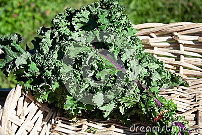 Red Russian Kale in a Basket Stock Photo