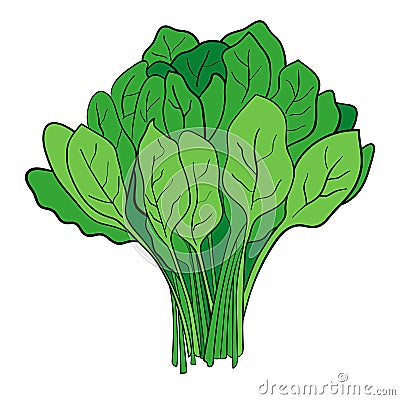 A Bundle Of Spinach Vector Illustration