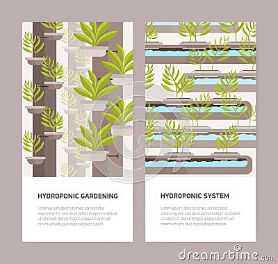 Bundle of vertical banners with plants growing in pots with mineral solution and place for text. Hydroponic gardening Vector Illustration