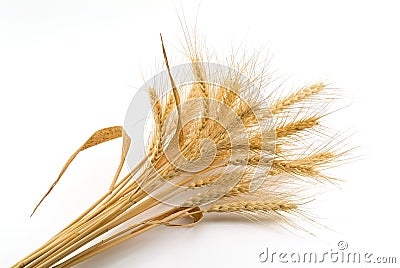 Bundle of Wheat Stock Photo