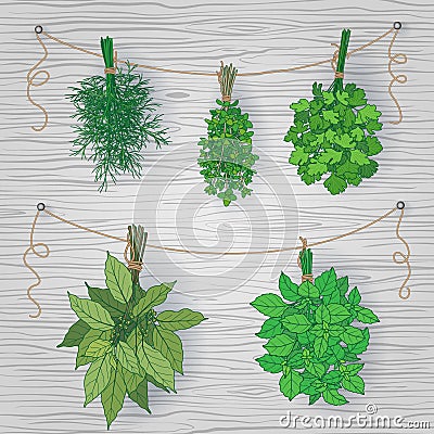 Bundles of flavoring herbs on wooden background Vector Illustration