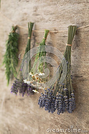 Bundles of flavoured herbs drying on the wall. Lavender, chamomile, rosemary Stock Photo