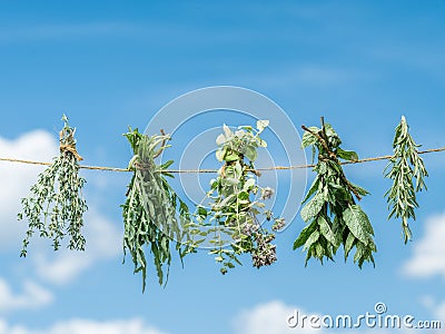 Bundles of flavoured herbs drying on the open air. Sky background. Stock Photo