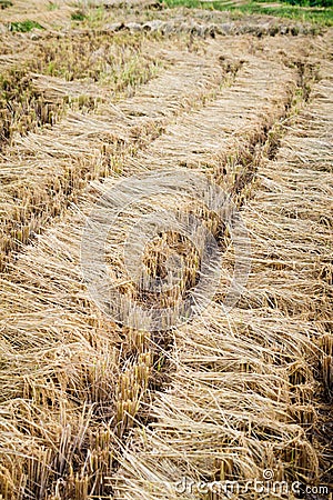 Bundles of rice ears Stock Photo