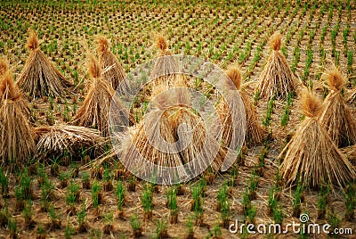 Bundles of rice straw on rice field Stock Photo